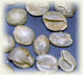 貝殻豆